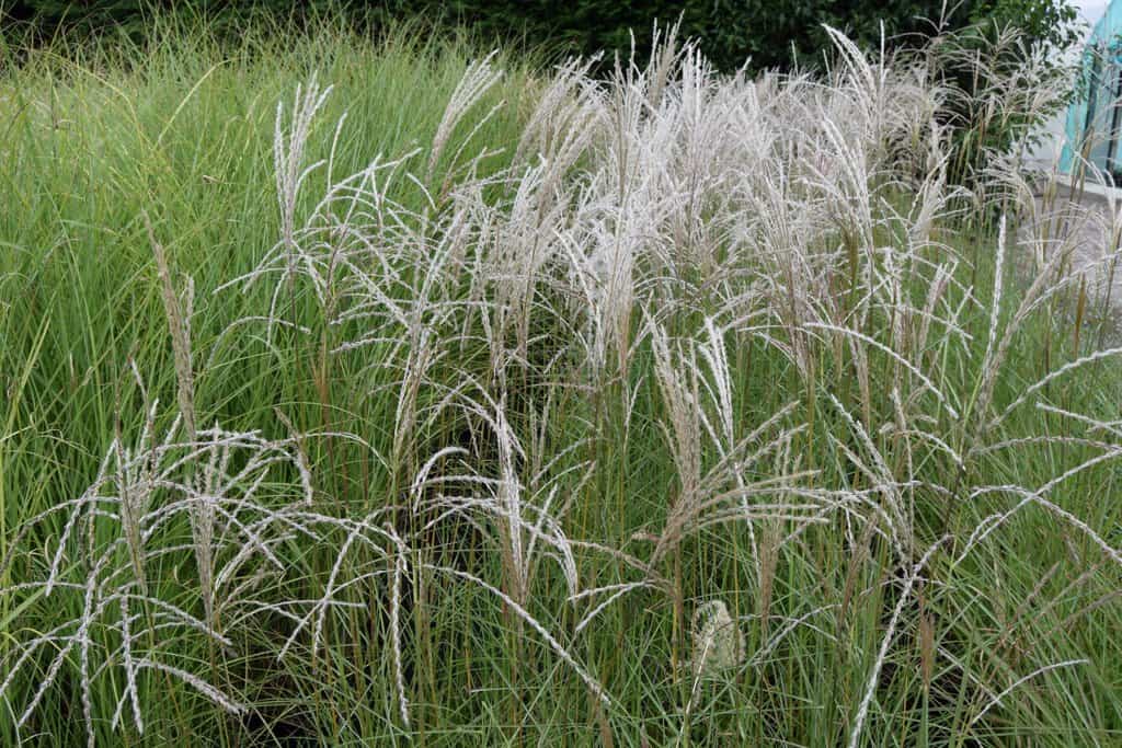 Miscanthus sinensis 'Flamingo' ---